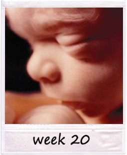 20 week fetus 20 week fetus